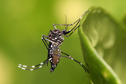 Dengue fever and the worldwide insect repellent shortage