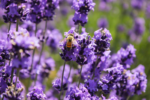 The Benefits of Using All-Natural Insect Repellents: A Safer, Eco-Friendly Alternative